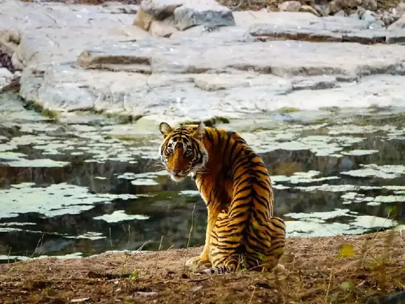 Ranthambore, India: Il Regno delle Tigri